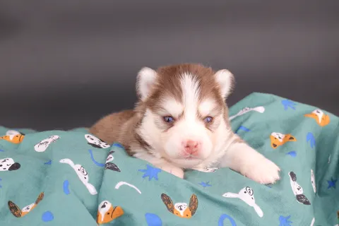 ARCANA, chiot Pomsky Royal POMSKY - photo 1