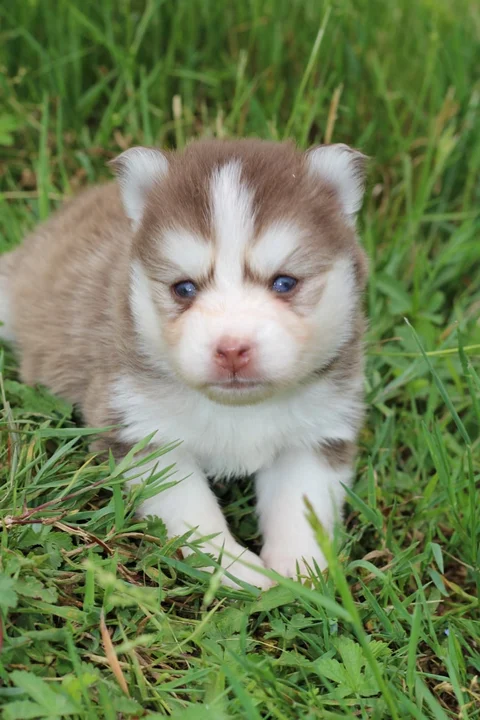 ARCANA, chiot Pomsky Royal POMSKY - photo 1