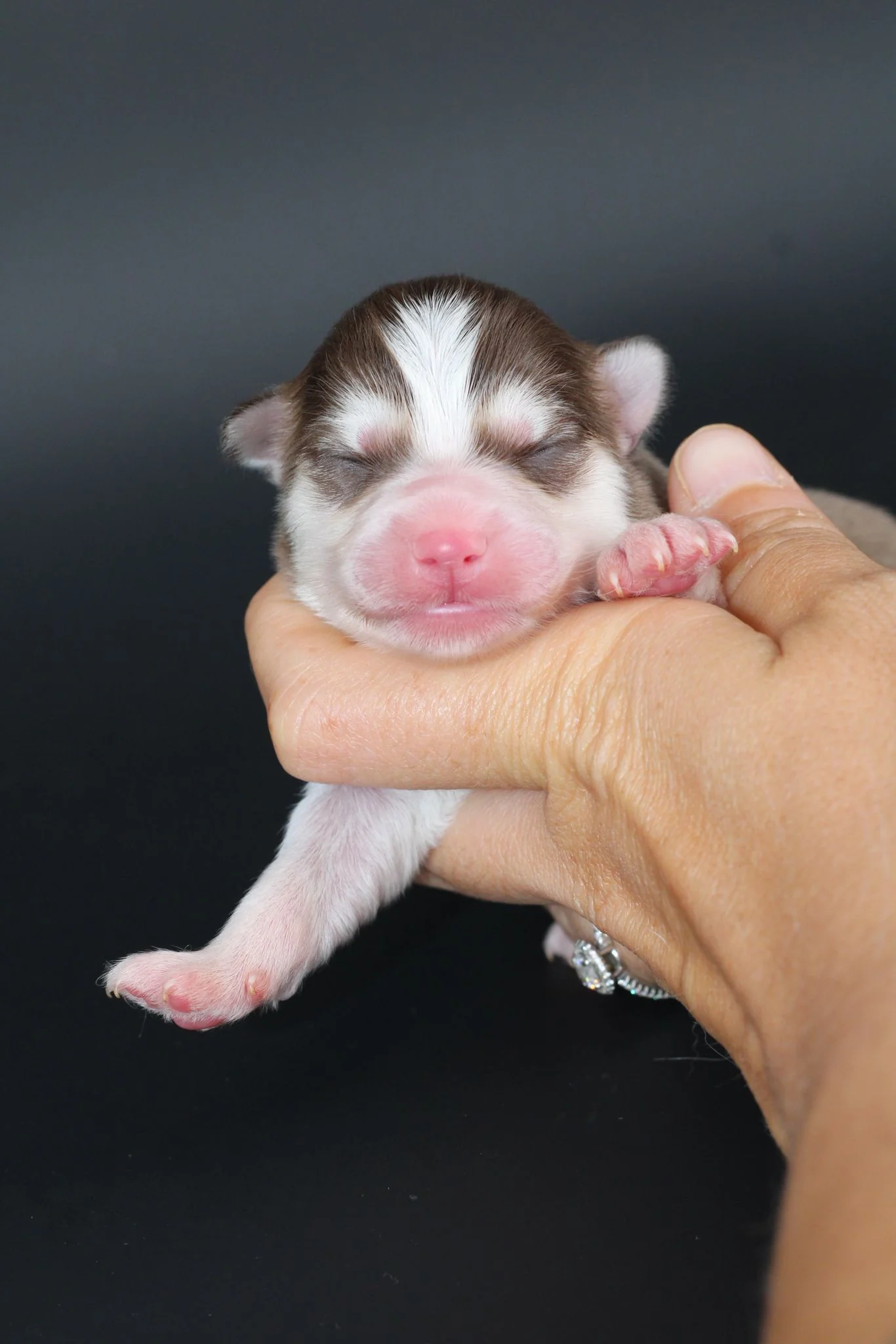 ARCANA, chiot Pomsky Royal POMSKY - photo 1