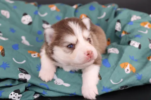 ARCANA, chiot Pomsky Royal POMSKY - photo 4