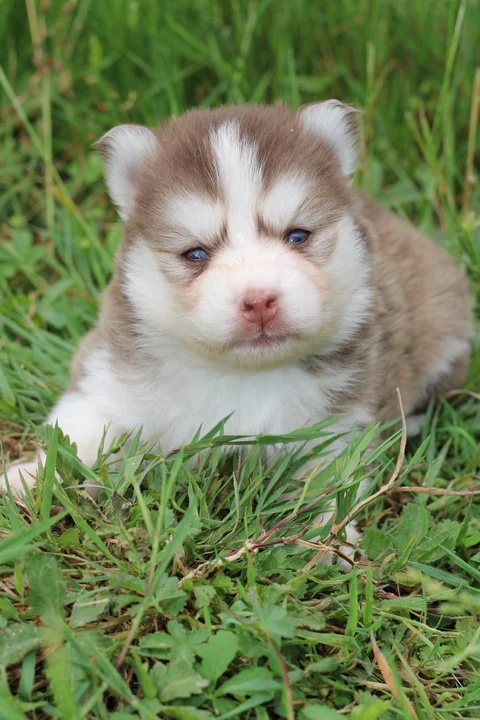 ARCANA, chiot Pomsky Royal POMSKY - photo 2