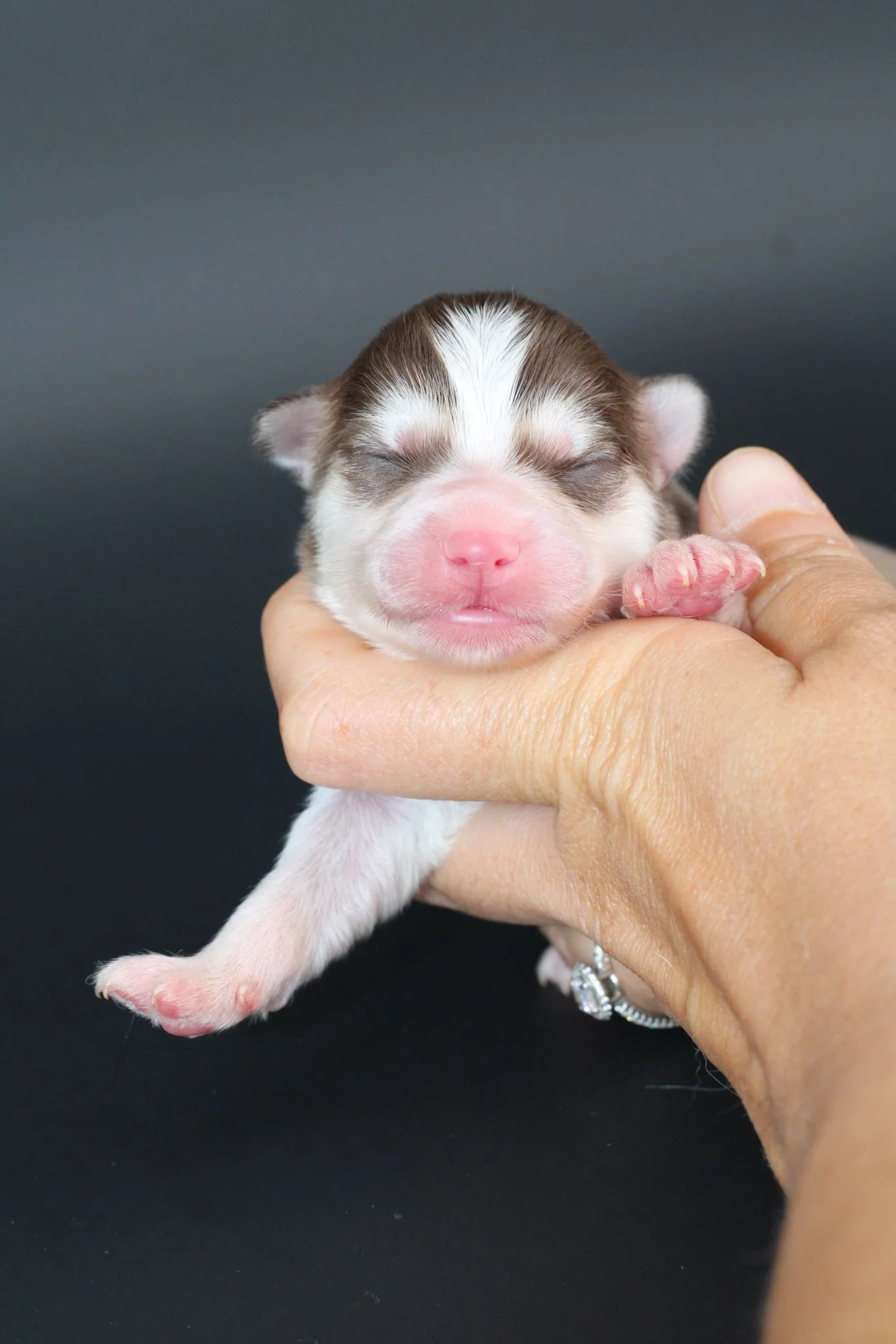 ARCANA, chiot Pomsky Royal POMSKY - photo 2