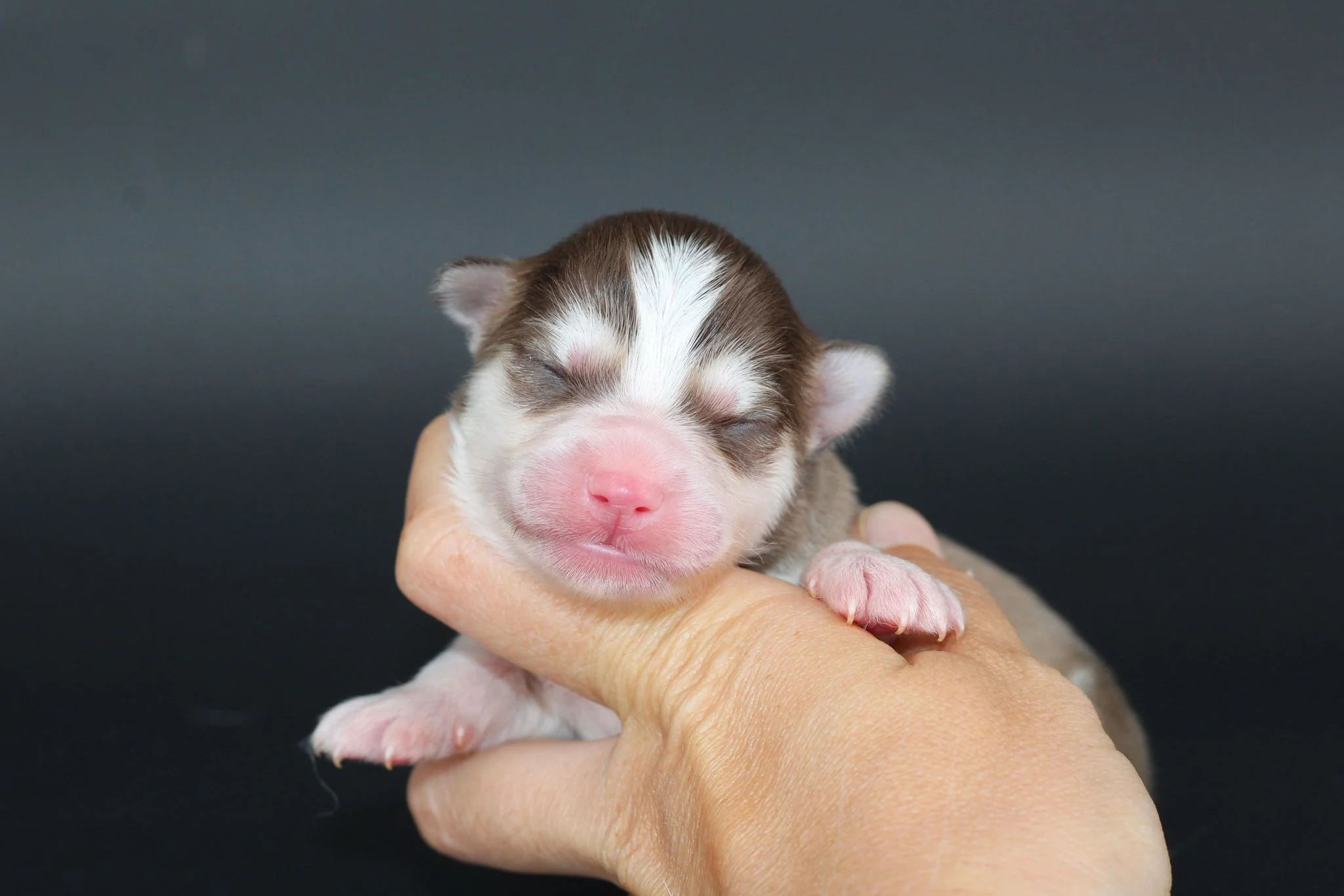 ARCANA, chiot Pomsky Royal POMSKY - photo 3