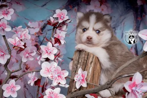 ARCANA, chiot Pomsky Royal POMSKY - photo 1