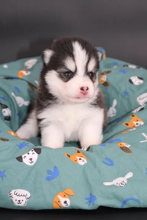 BELLATRIX, chiot Pomsky Royal POMSKY - photo 1