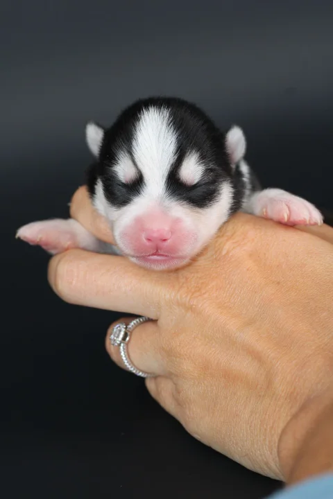 BELLATRIX, chiot Pomsky Royal POMSKY - photo 1