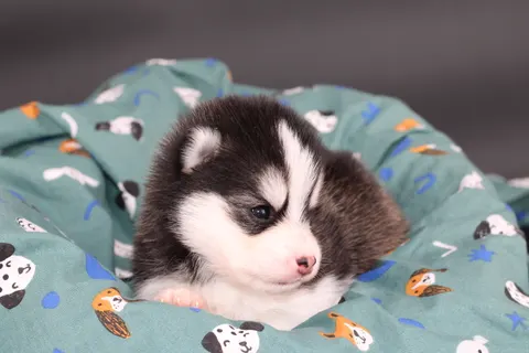 BELLATRIX, chiot Pomsky Royal POMSKY - photo 4