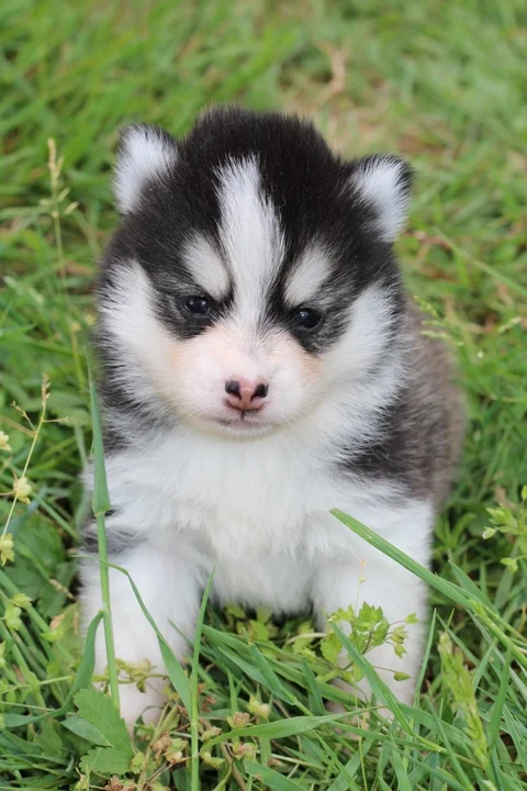 BELLATRIX, chiot Pomsky Royal POMSKY - photo 2