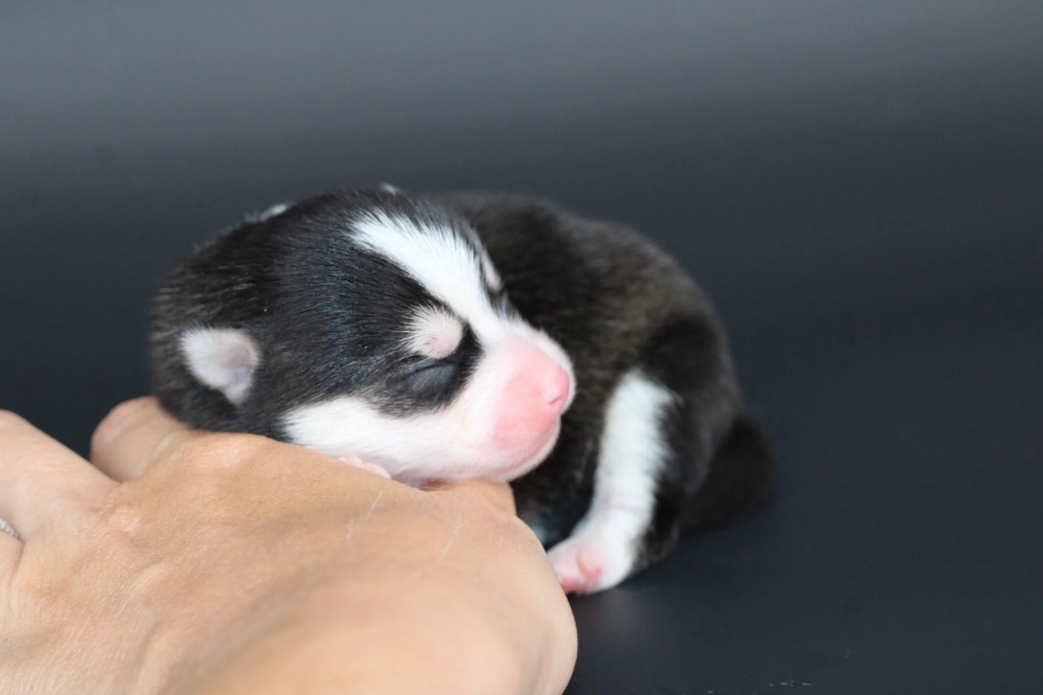BELLATRIX, chiot Pomsky Royal POMSKY - photo 2
