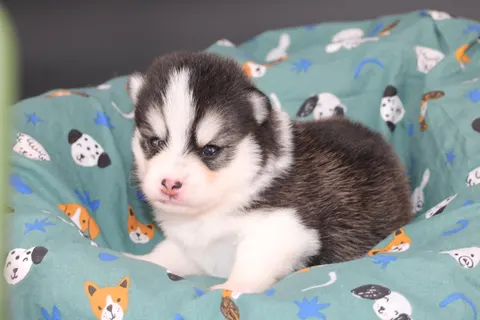 BELLATRIX, chiot Pomsky Royal POMSKY - photo 5
