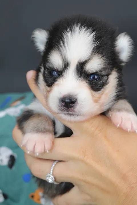 LOKI, chiot Pomsky Royal POMSKY - photo 1
