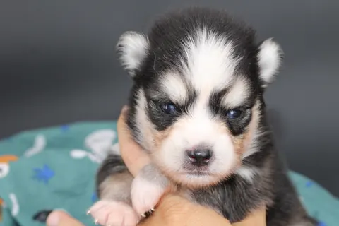 LOKI, chiot Pomsky Royal POMSKY - photo 4