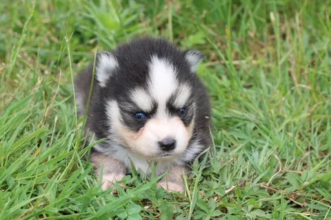 LOKI, chiot Pomsky Royal POMSKY - photo 2