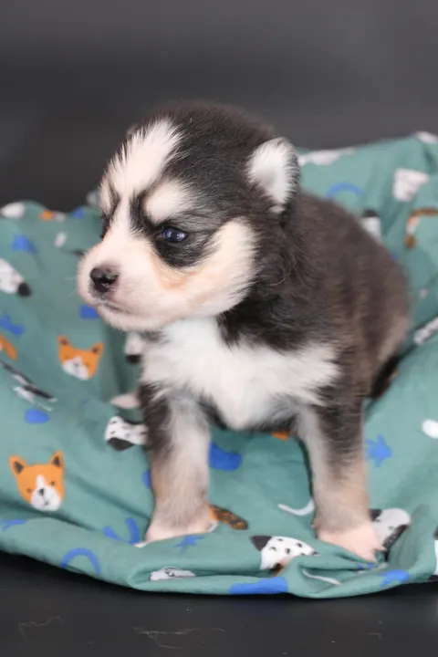 LOKI, chiot Pomsky Royal POMSKY - photo 5