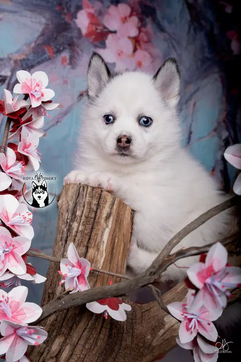 ALASKA, chiot Pomsky Royal POMSKY - photo 1