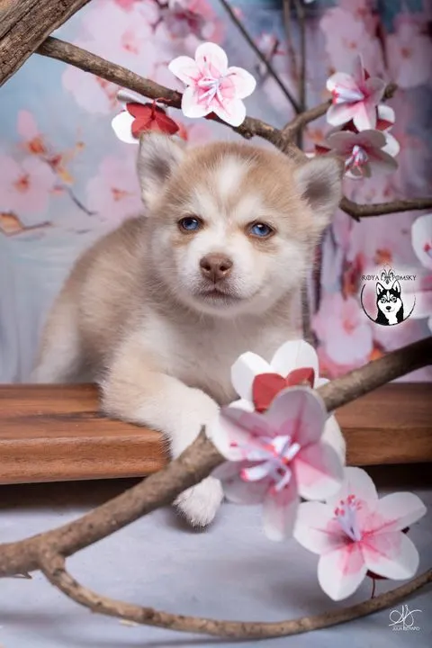 MIYU, chiot Pomsky Royal POMSKY - photo 1