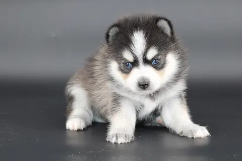INUK, chiot Pomsky Royal POMSKY - photo 1