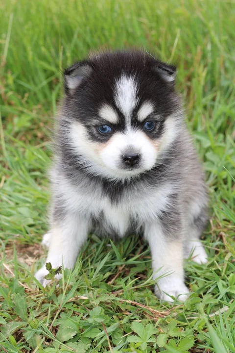INUK, chiot Pomsky Royal POMSKY - photo 1