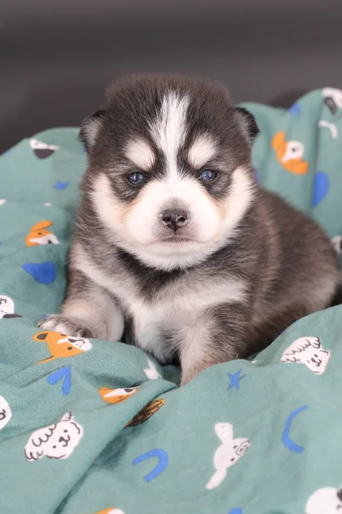 INUK, chiot Pomsky Royal POMSKY - photo 1