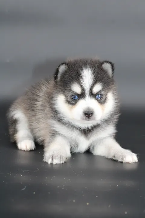 INUK, chiot Pomsky Royal POMSKY - photo 4