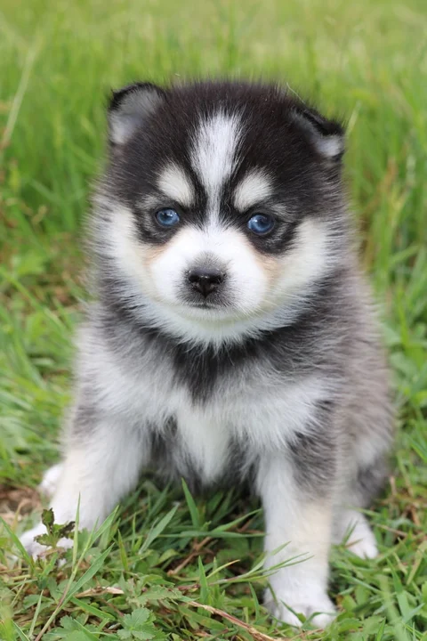 INUK, chiot Pomsky Royal POMSKY - photo 2