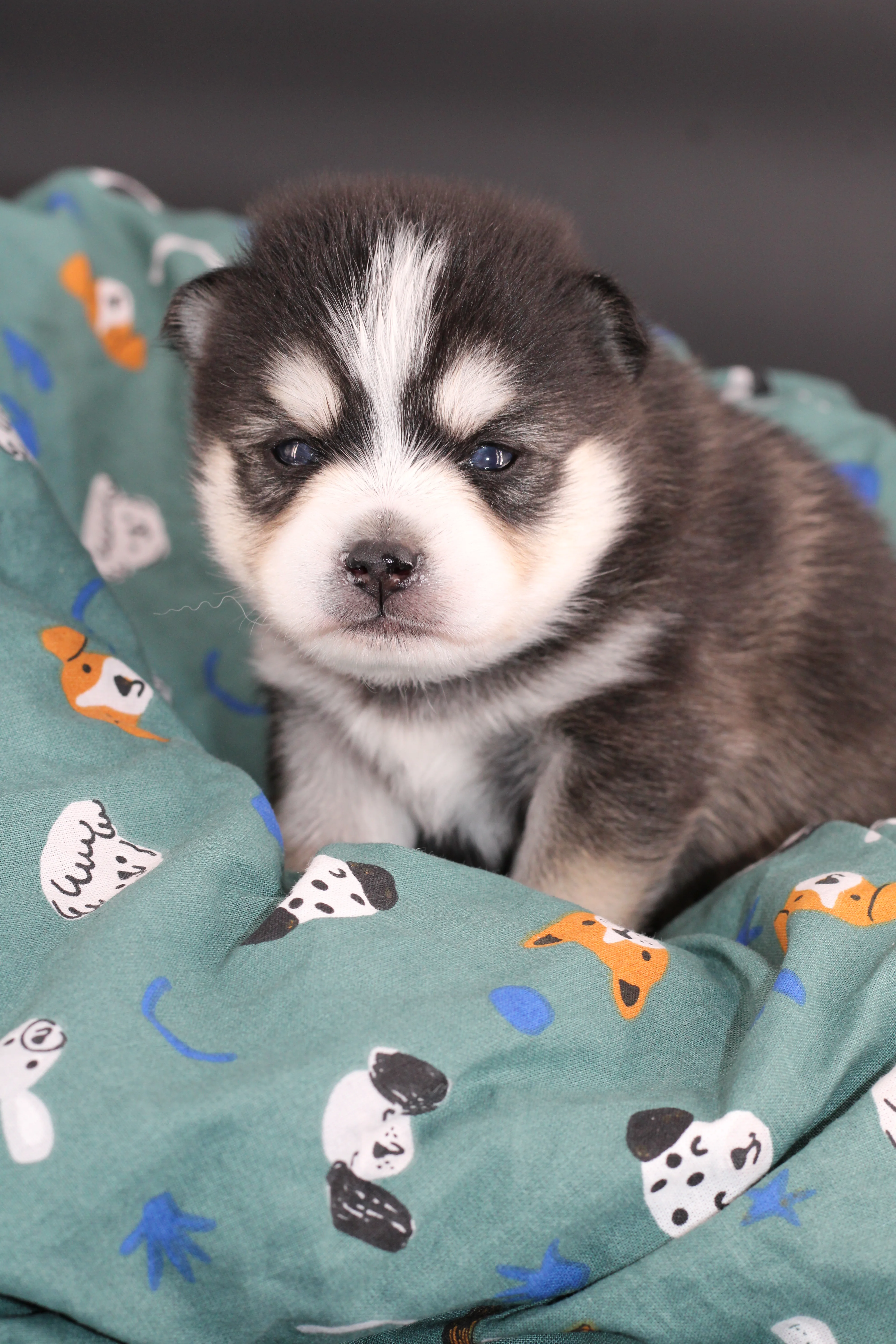 INUK, chiot Pomsky Royal POMSKY - photo 3