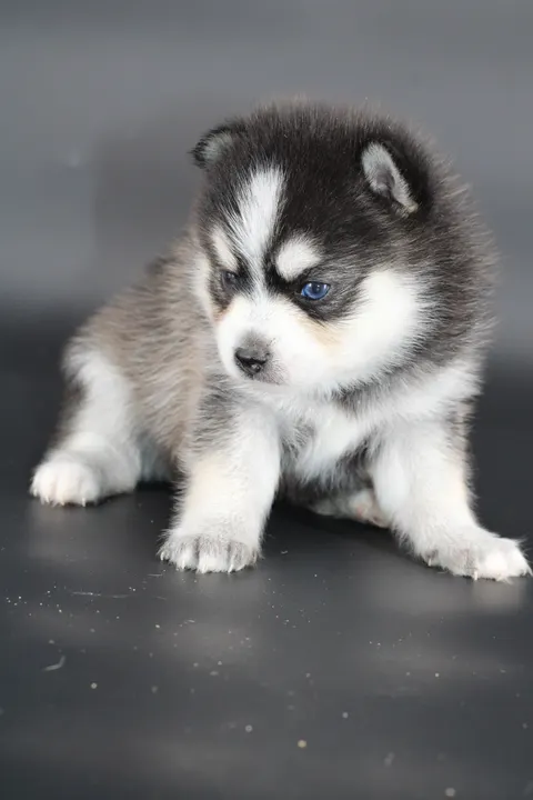 INUK, chiot Pomsky Royal POMSKY - photo 5
