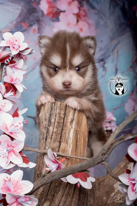 AMBRE, chiot Pomsky Royal POMSKY - photo 1