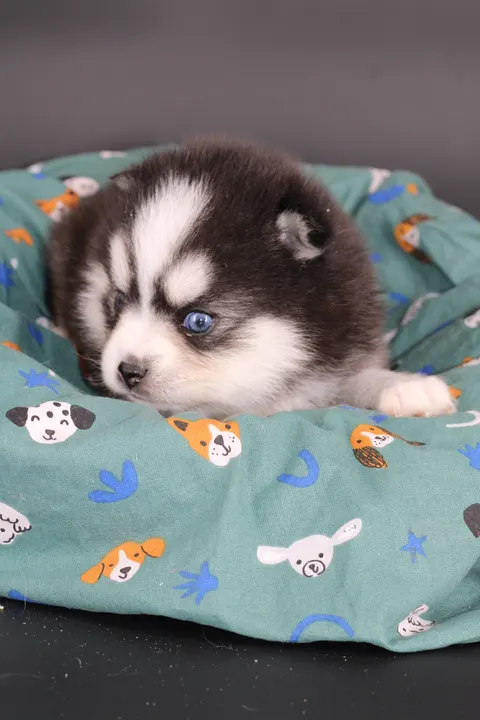 ALOU JUNIOR, chiot Pomsky Royal POMSKY - photo 3
