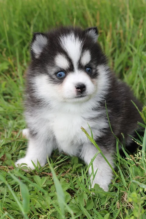 ALOU JUNIOR, chiot Pomsky Royal POMSKY - photo 1