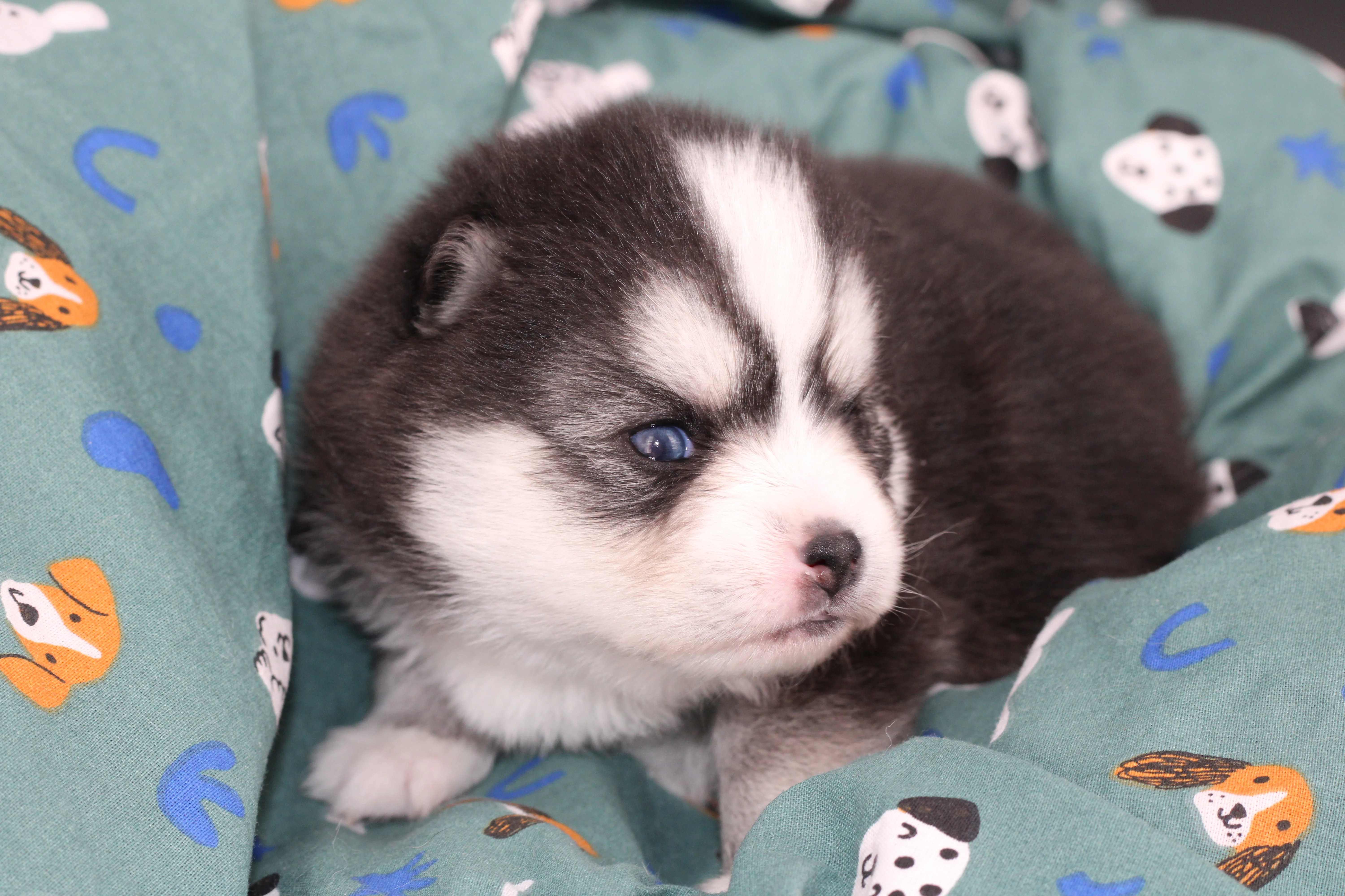 ALOU JUNIOR, chiot Pomsky Royal POMSKY - photo 1