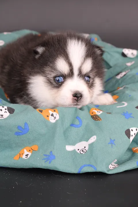 ALOU JUNIOR, chiot Pomsky Royal POMSKY - photo 4