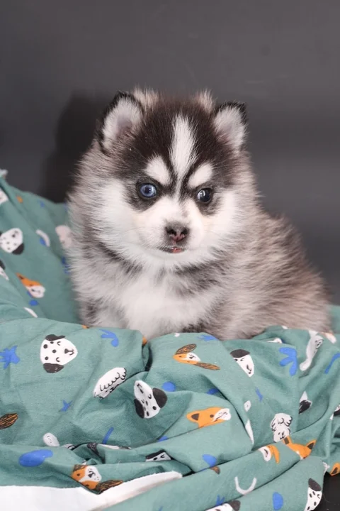 ALOU JUNIOR, chiot Pomsky Royal POMSKY - photo 2