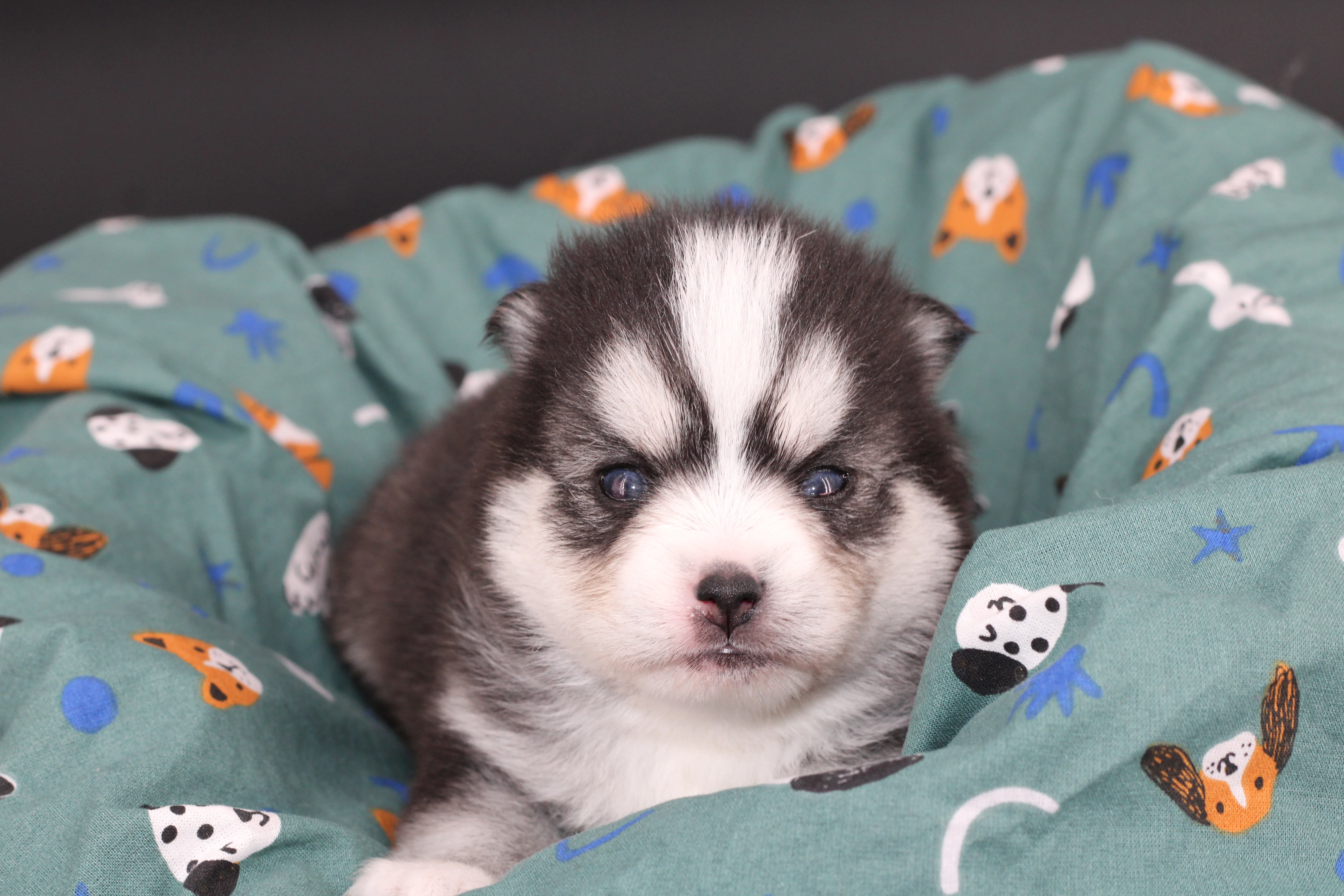 ALOU JUNIOR, chiot Pomsky Royal POMSKY - photo 2