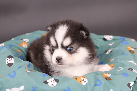 ALOU JUNIOR, chiot Pomsky Royal POMSKY - photo 5