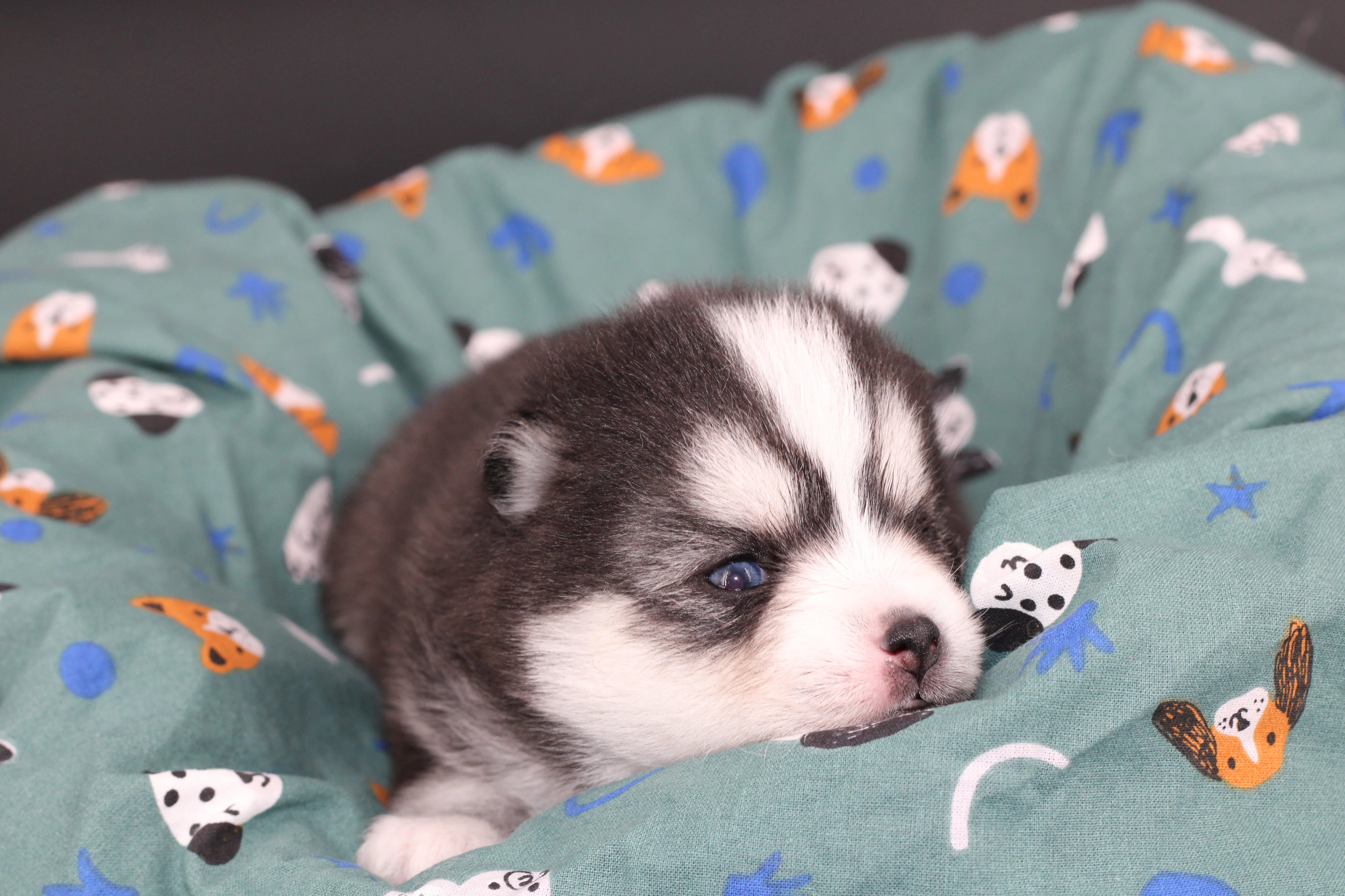ALOU JUNIOR, chiot Pomsky Royal POMSKY - photo 3
