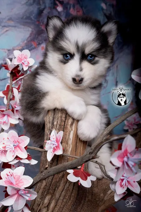 LUNA, chiot Pomsky Royal POMSKY - photo 1