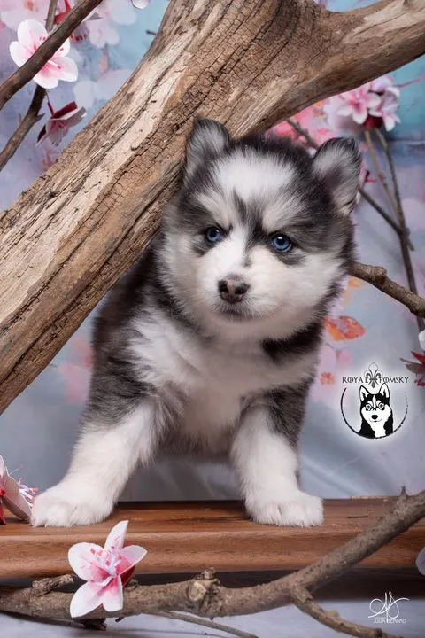 LUNA, chiot Pomsky Royal POMSKY - photo 2