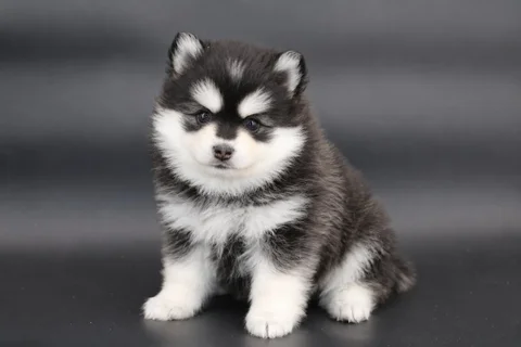 KIT, chiot Pomsky Royal POMSKY - photo 1