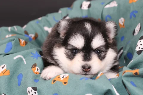 KIT, chiot Pomsky Royal POMSKY - photo 1