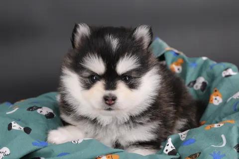 KIT, chiot Pomsky Royal POMSKY - photo 3