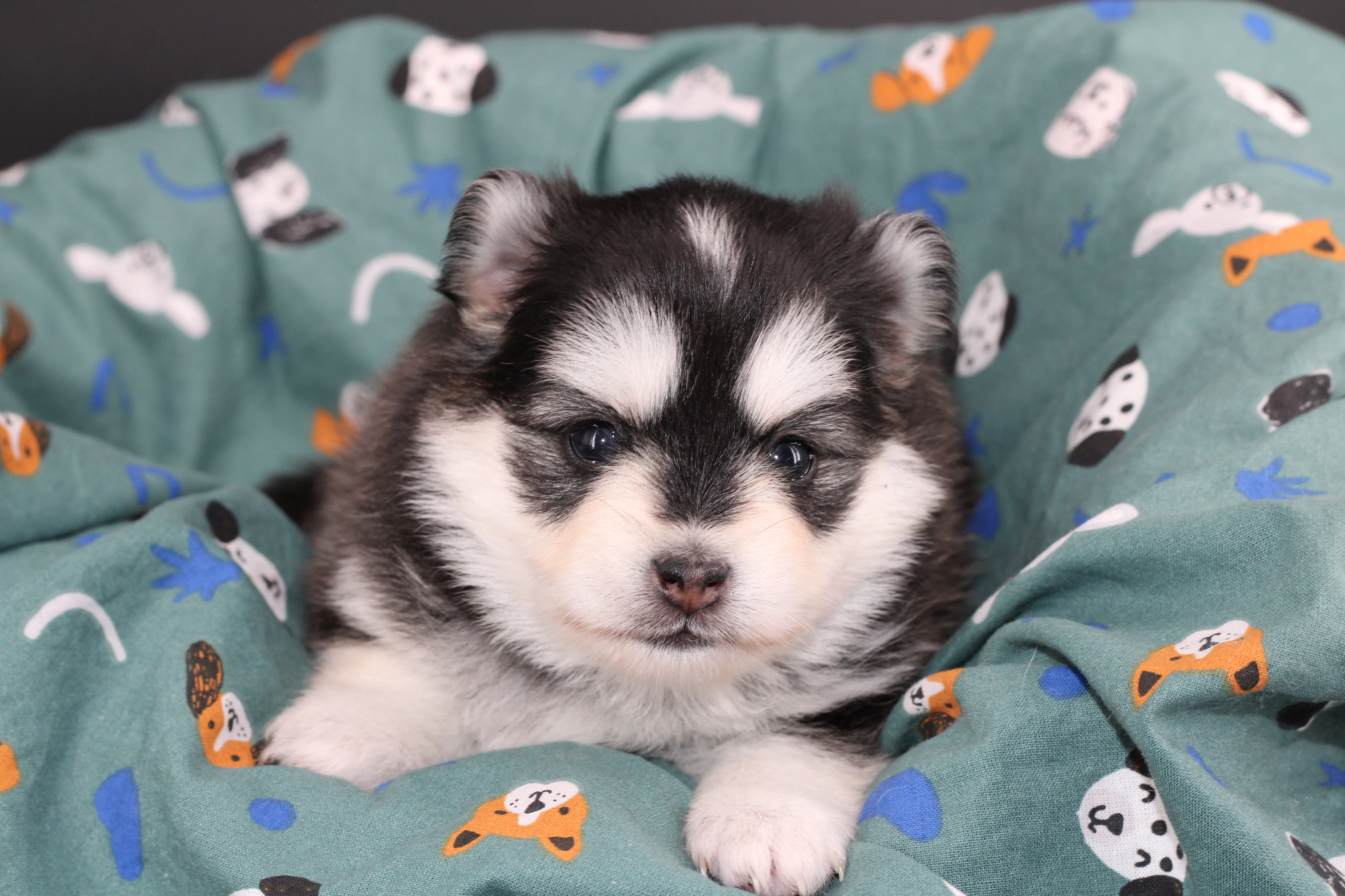 KIT, chiot Pomsky Royal POMSKY - photo 2