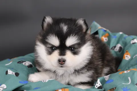 KIT, chiot Pomsky Royal POMSKY - photo 4