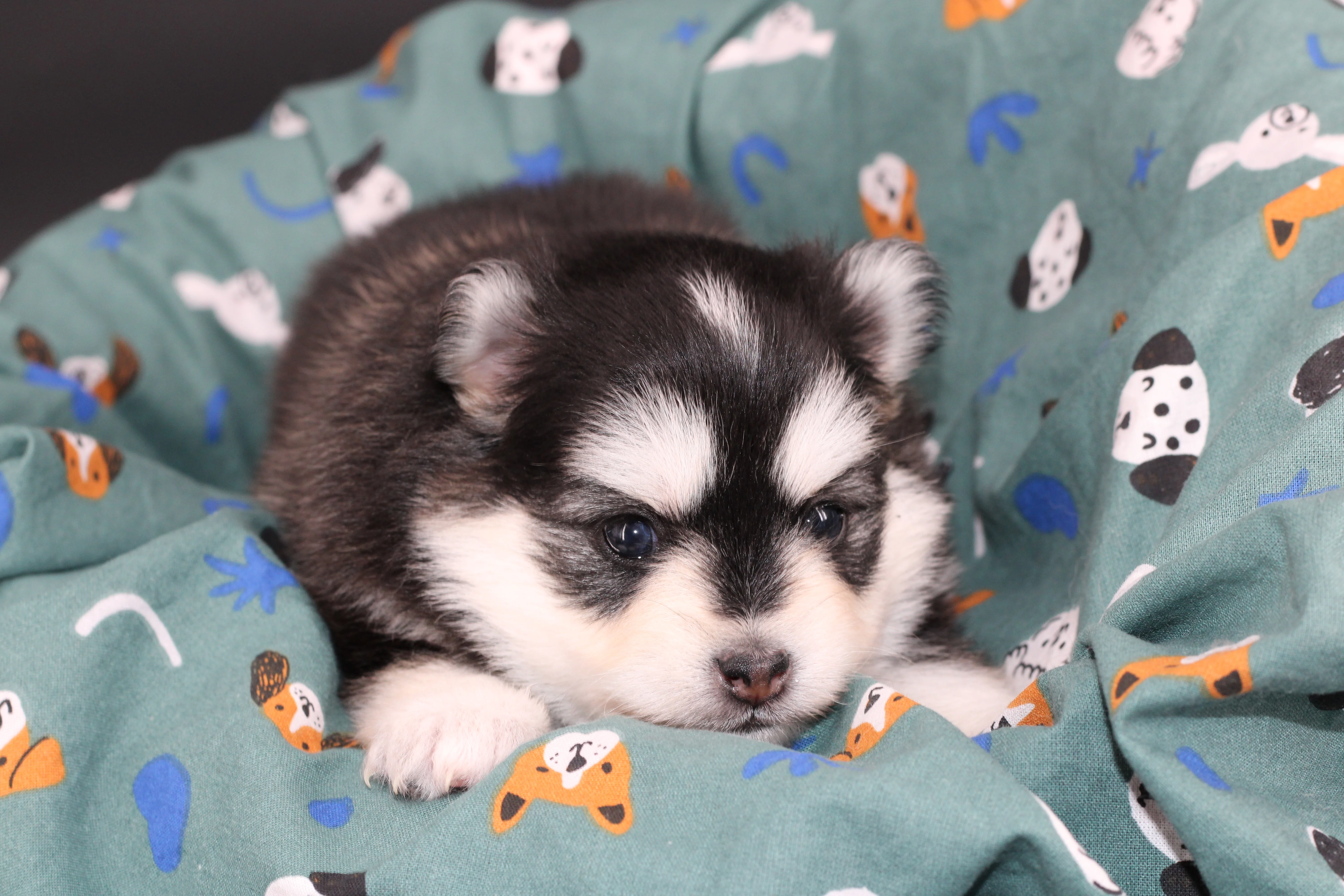 KIT, chiot Pomsky Royal POMSKY - photo 3