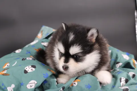 KIT, chiot Pomsky Royal POMSKY - photo 5