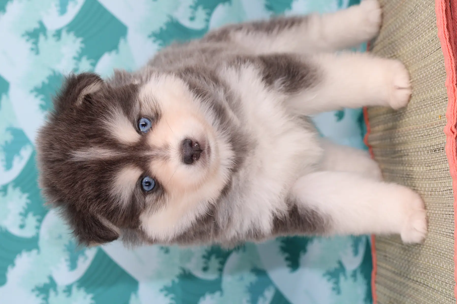 KOA BLUE, chiot Pomsky Royal POMSKY - photo 1