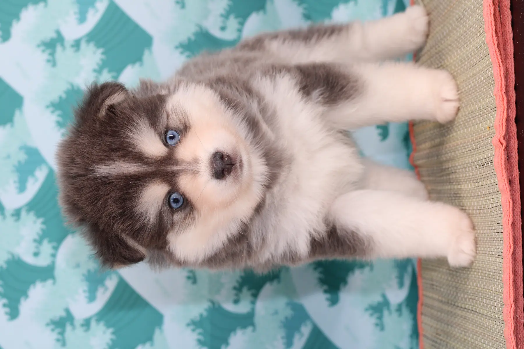 KOA BLUE, chiot Pomsky Royal POMSKY - photo 2