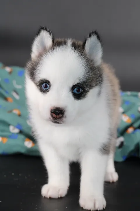 LUMA, chiot Pomsky Royal POMSKY - photo 1
