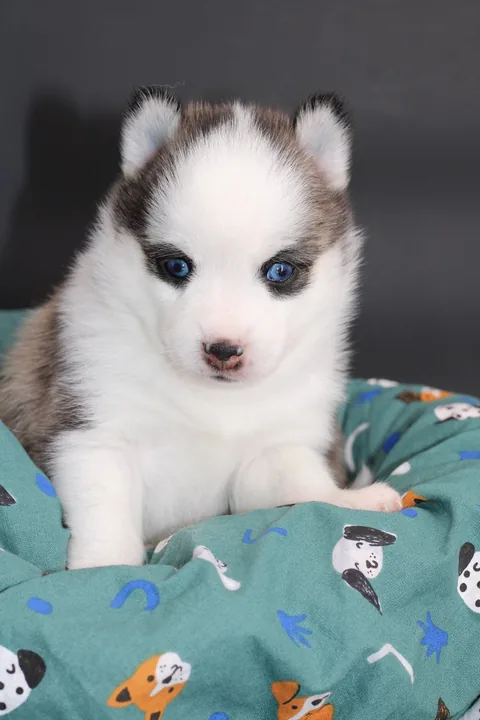 LUMA, chiot Pomsky Royal POMSKY - photo 1