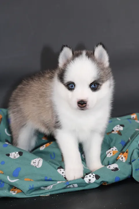 LUMA, chiot Pomsky Royal POMSKY - photo 2
